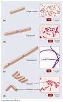 Arrangements of prokaryotic cells