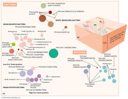 Overview of prokaryotic classification