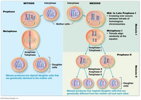 Comparison of mitosis and meiosis