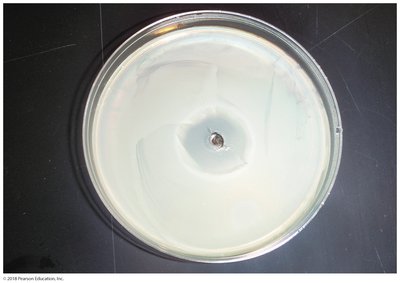 Effect of heavy-metal ions on bacterial growth