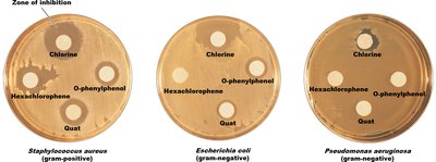Evaluation of disinfectants by disk-diffusion method