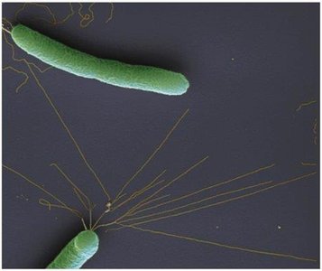 Bacteria with flagella, representing microbial entry and motility
