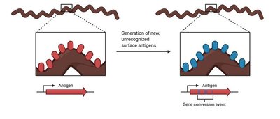 Diagram showing antigenic variation in pathogens
