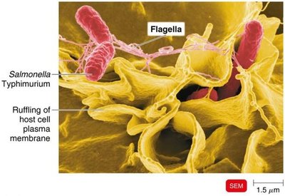 SEM image of Salmonella entering host cell via membrane ruffling