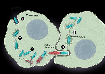 Diagram of bacterial movement using actin filaments inside host cells
