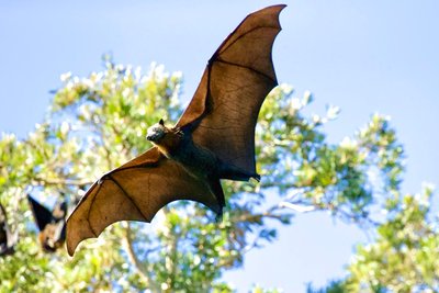 Bat as an example of animal reservoir