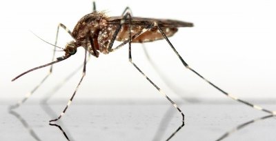 Mosquito as an example of a biological vector