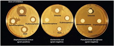 Disk-diffusion method showing zones of inhibition