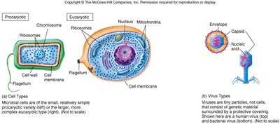 Comparative cellular structures of microbes