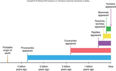 Evolutionary timeline: Bacteria appeared 3.5 billion years ago