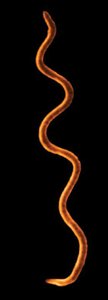 Spiral-shaped prokaryote