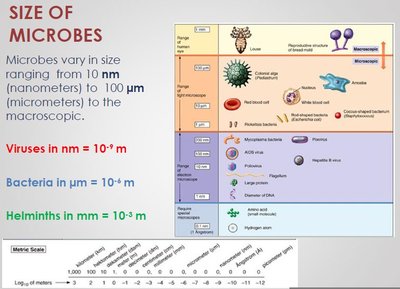 Size of Microbes slide