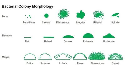 Bacterial colony morphology