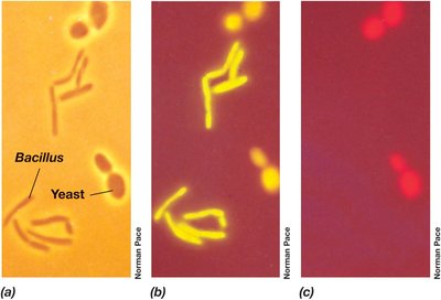 FISH analysis of microbial cells