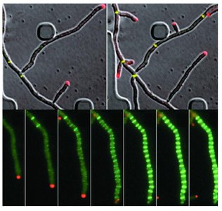 Streptomyces hyphal growth and sporulation