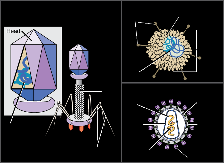 Comparison of virus, complex virus, and enveloped virus structure
