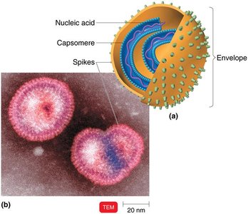 Enveloped helical virus structure