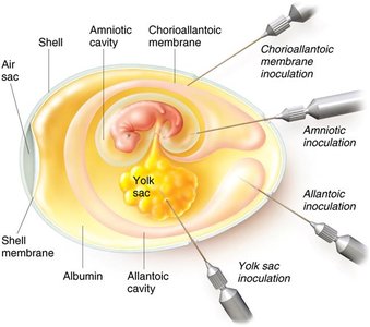 Inoculation sites in embryonated egg for virus cultivation