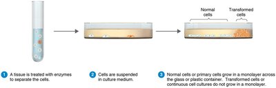 Cell culture process for growing animal viruses