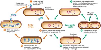 Steps of the lytic cycle in bacteriophage