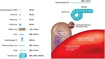Relative sizes of viruses and other biological structures