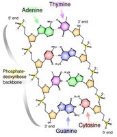 DNA backbone structure