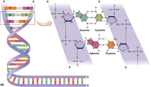 Nucleic acid structure (DNA)