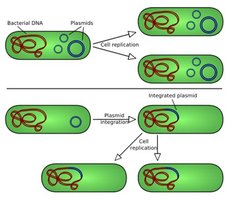 Plasmids in bacteria