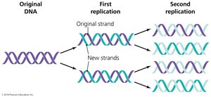 Semiconservative replication diagram