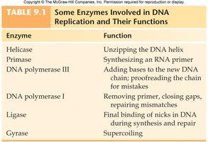 DNA replication process