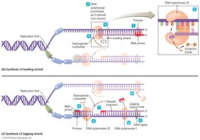 Okazaki fragments and lagging strand