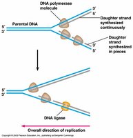 DNA replication on leading and lagging strands