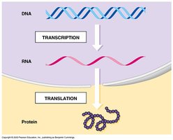 Central dogma of biology