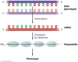 Central dogma of biology