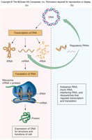 Types of RNA