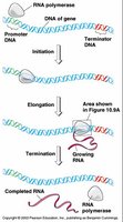 Steps of transcription