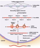 Introns and exons in eukaryotic genes