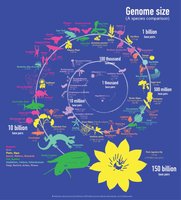 Genome size comparison