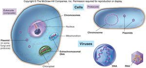 Genetic material in cells and viruses
