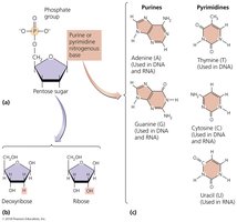 Nucleotide structure and bases