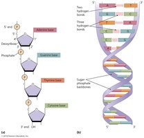 DNA double helix and base pairing