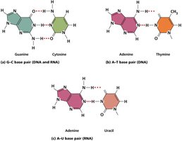 Hydrogen bonds in DNA base pairs