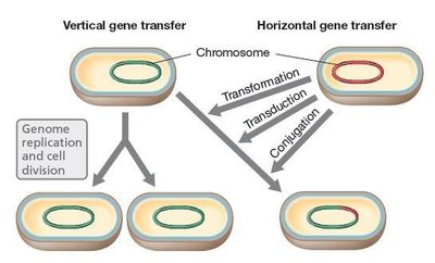 Vertical vs horizontal gene transfer
