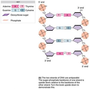 DNA double helix structure and base pairing