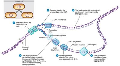 Summary of DNA replication events
