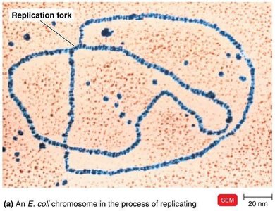 E. coli chromosome replicating