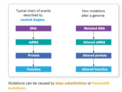 Central dogma and mutation effects