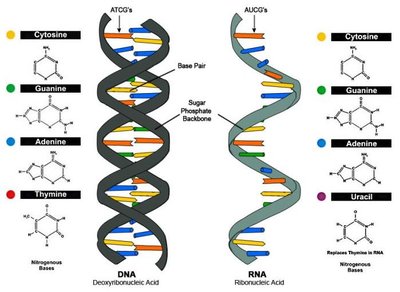 Types of RNA: mRNA, rRNA, tRNA