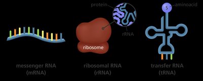 Transcription process in prokaryotes