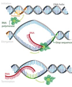 Detailed steps of transcription